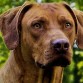 http://listadoderazasdeperrosygatos.blogspot.com/2015/02/raza-rhodesian-ridgeback.html